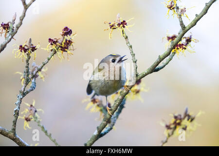 Goldcrest Regulus Regulus, Singen von Hexe - hazel Tree, Sandy, Bedfordshire, Großbritannien im Februar. Stockfoto