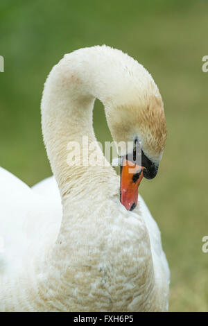 Höckerschwan Cygnus Olor, Erwachsener, Preeing Hals Federn, Lakenheath Fen, Sufolk, UK im Juni. Stockfoto