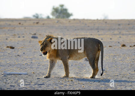 Männlicher Löwe (Panthera Leo) im Etosha Nationalpark, Namibia Stockfoto