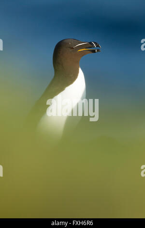 Tordalk Alca Torda, Erwachsene, ruht auf einem Felsvorsprung, Fowlsheugh RSPB reserve, Kincardineshire, Schottland im Juli. Stockfoto