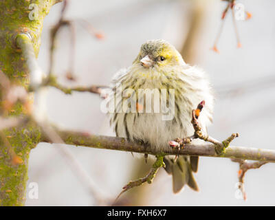 Weibliche Black-headed Stieglitz (Zuchtjahr Spinus) auf dem Ast eines Baumes sitzt Stockfoto