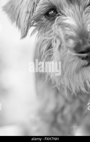 Schwarz-Weiß-Porträt eines Zwergschnauzer-Hundes Stockfoto