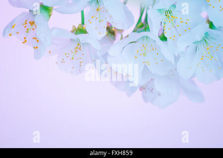 Schöne blühende Frühlingsblumen, Kirschbaum Blüte, abstrakte florale Grenze auf rosa Hintergrund, Makro-Fotografie Stockfoto