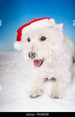 Porträt des Reißverschlusses, ein Westie mit Santa Hut in einem Studio in Issaquah, Washington, USA Stockfoto