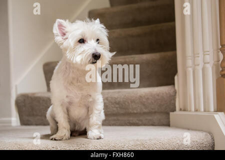 Reißverschluss, ein Westie sitzen durch die Treppe in Issaquah, Washington, USA Stockfoto