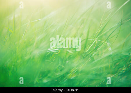 Grasgrün abstrakten Hintergrund, sonnigen Frühlingstag, geringe Schärfentiefe, schöne natürliche Tapete Stockfoto