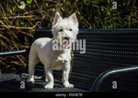 Reißverschluss, ein Westie, posiert außerhalb steht er auf einem Metall Parkbank in Issaquah, Washington, USA Stockfoto