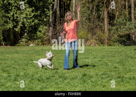 Frau wirft Leckereien für ihren Hund, Reißverschluss, einen Westie in Issaquah, Washington, USA Stockfoto