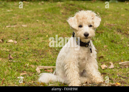 Weißer Pudelhund Stockfoto