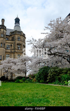 Kirschblüte in Peace Gardens, Sheffield Stockfoto