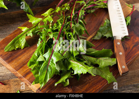 Rohe Bio rote Löwenzahn Ready to Chop Stockfoto