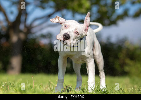 White American Staffordshire Terrier junger Hund Wasser abschütteln Stockfoto