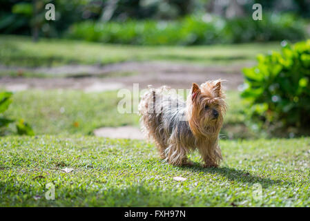 Yorkshire Terrier Hund im wind Stockfoto