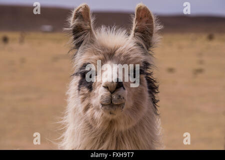 Porträt von ein Alpaka. Ein Cloe bis zu einem Lama. Lamas und Alpakas sind sehr beliebt in Bolivien und Peru für ihre Wolle und Fleisch Stockfoto