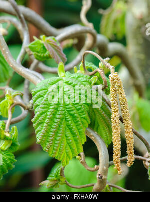 Haselnuss-Zweig, Corylus Avellana Contorta, mit Blättern und männlicher Blütenstand Stockfoto