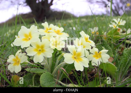 Blasse gelbe Primeln (Primula Vulgaris) wachsen in einem natürlichen Display auf einem geschützten grasbewachsenen Hang in Derbyshire England UK Stockfoto