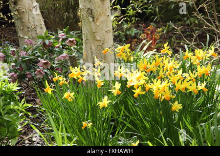 Silver Birch (Betula pendula) underplanted mit Narzissen (Narcissus) und Christrosen im englischen Country Garden, UK-Feder Stockfoto