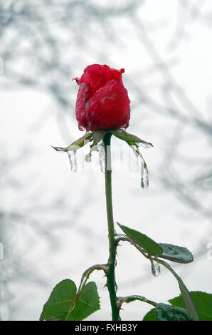 Sehr kalt im Regen und eine Rose erstarrte. Stockfoto