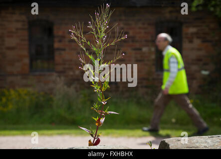 Eine Wildpflanze unter die Sonne scheinen. Stockfoto