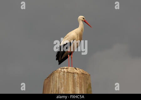 Ein Foto von einer weißen Storch auf einem Betonpfeiler in Basel, Schweiz. Stockfoto