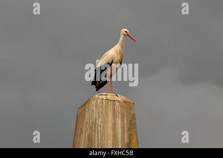 Ein Foto von einer weißen Storch auf einem Betonpfeiler in Basel, Schweiz. Stockfoto