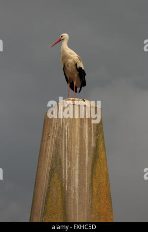 Ein Foto von einer weißen Storch auf einem Betonpfeiler in Basel, Schweiz. Stockfoto