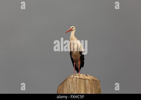 Ein Foto von einer weißen Storch auf einem Betonpfeiler in Basel, Schweiz. Stockfoto