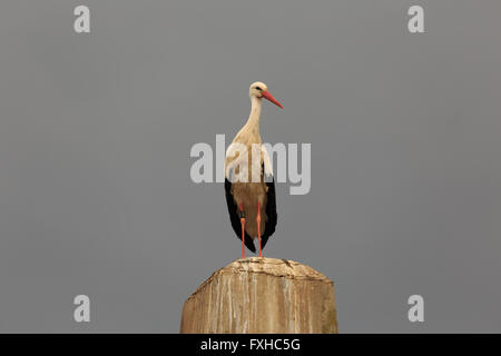 Ein Foto von einer weißen Storch auf einem Betonpfeiler in Basel, Schweiz. Stockfoto