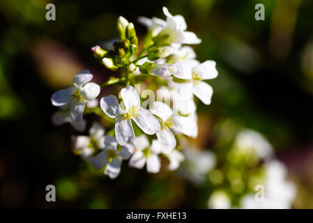 Arabis Procurrens, die Verbreitung rock Kresse. Detail der weißen Blumen hautnah. Stockfoto