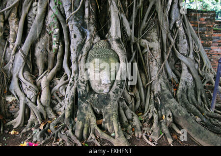 Eine heilige Buddha-Kopf ist verwoben in Baumwurzeln unter den alten Tempelruinen in Ayutthaya, nördlich von Bangkok in Thailand Stockfoto