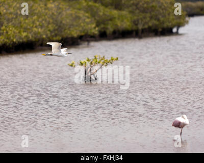 Ein Weißer Reiher fliegen über eine Lagune auf Merritt Island National Wildlife Refuge, Titusville, Florida,U.S.A. Stockfoto