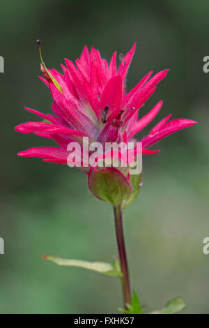 Nahaufnahme von riesigen roten Indian Paintbrush (Castilleja Miniata / Castilleja Elata) in Blüte, in westlichen Nordamerika beheimatet Stockfoto