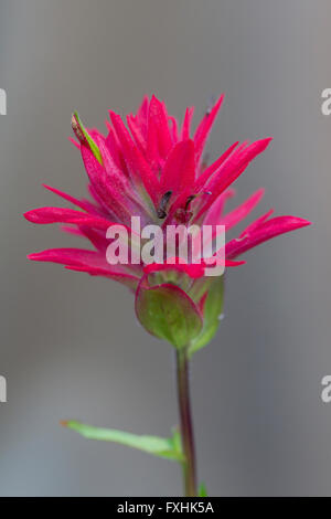 Nahaufnahme von riesigen roten Indian Paintbrush (Castilleja Miniata / Castilleja Elata) in Blüte, in westlichen Nordamerika beheimatet Stockfoto