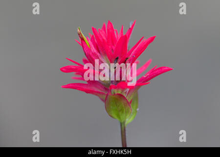 Nahaufnahme von riesigen roten Indian Paintbrush (Castilleja Miniata / Castilleja Elata) in Blüte, in westlichen Nordamerika beheimatet Stockfoto