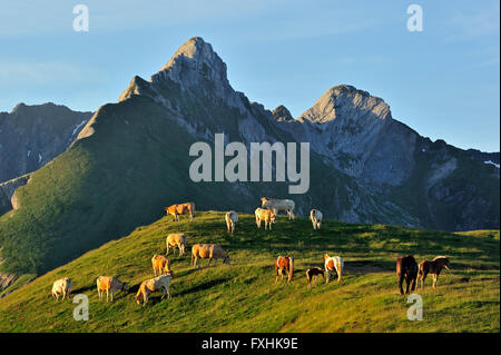 Inländische Kühe (Bos Taurus) und kostenlose Roaming-Pferde in den Pyrénées-Atlantiques, Pyrenäen, Frankreich Stockfoto