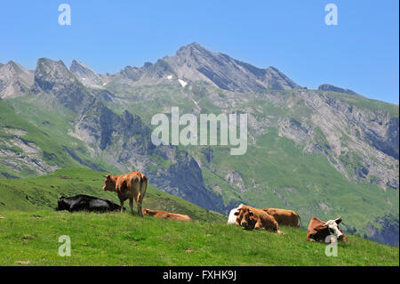 Kühe (Bos Taurus) ruht auf der Weide entlang der Col du Soulor, Hautes-Pyrénées, Pyrenäen, Frankreich Stockfoto