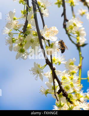 Blumen blühen Mirabelle. Blumenkarte Stockfoto