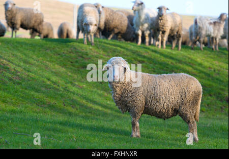 Herde der Schafe auf der Wiese Stockfoto