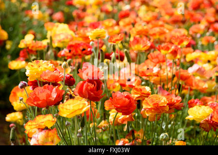 Ranunculus Blumen gelb, Orange und rot in Blumenfeld. Stockfoto