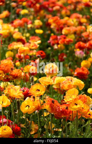 Ranunculus Blumen gelb, Orange und rot in Blumenfeld. Stockfoto