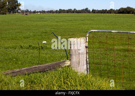 Hölzerne Torpfosten befestigen ein Metalltor auf einem Bauernhof Paddock in der Collie River Valley South Western Australia mitten im Winter. Stockfoto