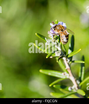 Eine Honigbiene sammelt Pollen aus den blauen Blüten im Herbst von Rosmarinus Officinalis, Rosmarin, woody, mehrjährige Kraut. Stockfoto