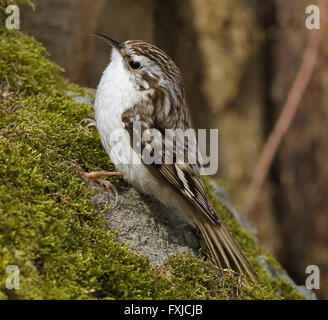 Baumkäfer, Certhia familiaris, auf grünem Moos Stockfoto