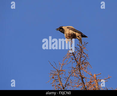 mit Kapuze Krähe quaken auf Baum Stockfoto