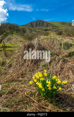 Leuchtend gelbe Narzissen in voller Blüte am Fuße des Mam Tor im Peak District, Derbyshire, England. Stockfoto