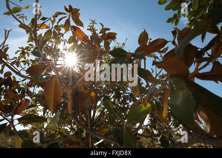 Baum fotografiert Hintergrundbeleuchtung einschließlich Sonne im Rahmen Stockfoto