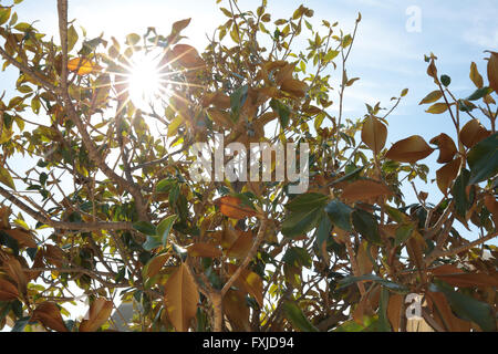 Baum fotografiert Hintergrundbeleuchtung einschließlich Sonne im Rahmen Stockfoto