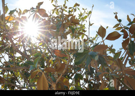 Baum fotografiert Hintergrundbeleuchtung einschließlich Sonne im Rahmen Stockfoto