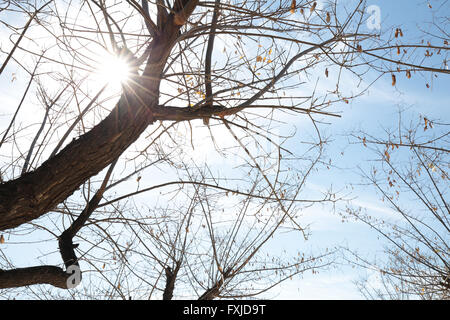 Baum fotografiert Hintergrundbeleuchtung einschließlich Sonne im Rahmen Stockfoto