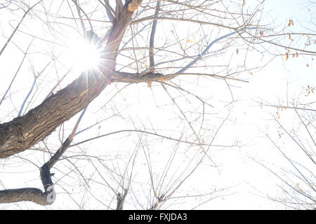 Baum fotografiert Hintergrundbeleuchtung einschließlich Sonne im Rahmen Stockfoto